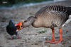 Fotoausstellung Tiere Vögel